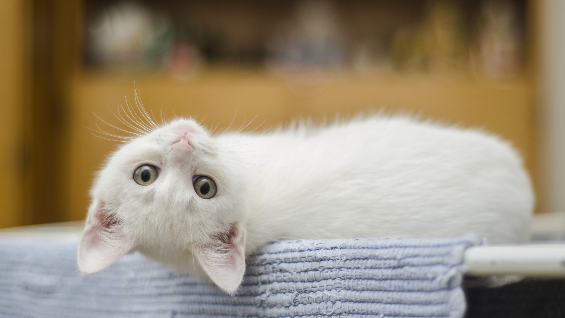 Cómo debe ser el arenero de tu gato: A todos nos gusta un aseo limpio,  accesible cuando lo necesites y tranquilo