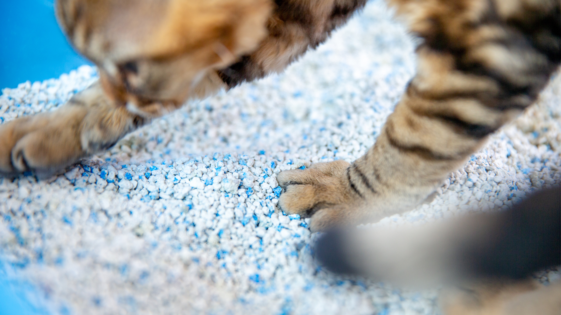 Cómo debe ser el arenero de tu gato: A todos nos gusta un aseo limpio,  accesible cuando lo necesites y tranquilo