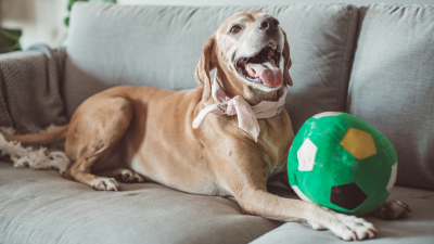 Mantener un hogar limpio y con mascotas es posible 